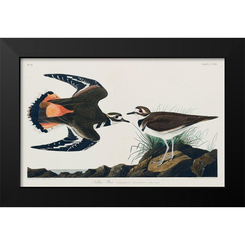 Kildeer Plover Black Modern Wood Framed Art Print by Audubon, John James