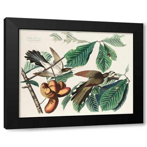 Yellow-billed Cuckoo Black Modern Wood Framed Art Print by Audubon, John James
