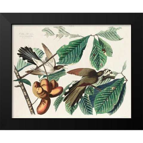 Yellow-billed Cuckoo Black Modern Wood Framed Art Print by Audubon, John James