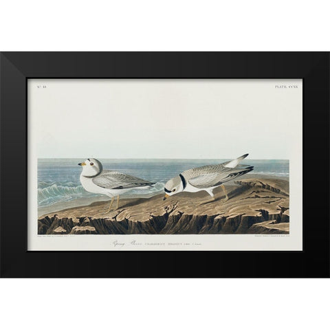Piping Plover Black Modern Wood Framed Art Print by Audubon, John James