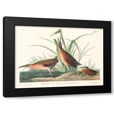 Virginia Rail Black Modern Wood Framed Art Print by Audubon, John James