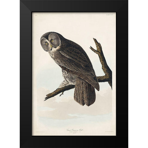 Great Cinereous Owl Black Modern Wood Framed Art Print by Audubon, John James