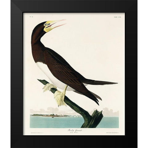 Booby Gannet Black Modern Wood Framed Art Print by Audubon, John James