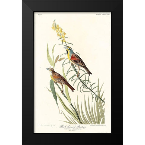 Black-Throated Bunting Black Modern Wood Framed Art Print by Audubon, John James
