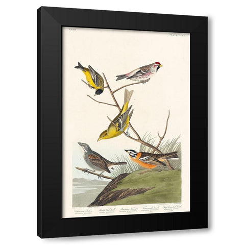Arkansaw Siskin, Mealy Red-poll, Louisiana Tanager, Townsends Bunting and Buff-breasted FinchÂ  Black Modern Wood Framed Art Print by Audubon, John James