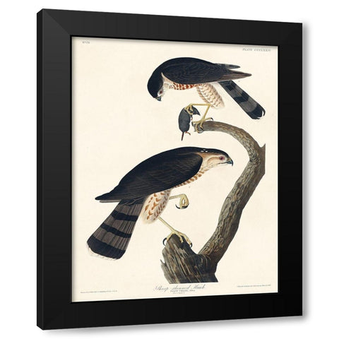 Sharp-shinned Hawk Black Modern Wood Framed Art Print with Double Matting by Audubon, John James