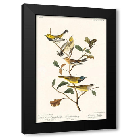 Black-throated green Warbler, Blackburnian and Mourning WarblerÂ  Black Modern Wood Framed Art Print with Double Matting by Audubon, John James