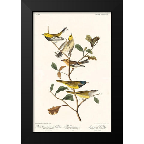 Black-throated green Warbler, Blackburnian and Mourning WarblerÂ  Black Modern Wood Framed Art Print by Audubon, John James