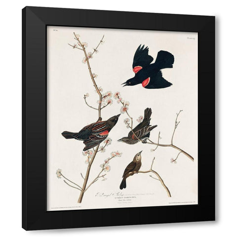 Red winged Starling, or Marsh Blackbird Black Modern Wood Framed Art Print with Double Matting by Audubon, John James