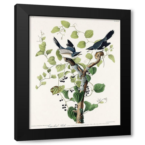 Loggerhead Shrike Black Modern Wood Framed Art Print with Double Matting by Audubon, John James