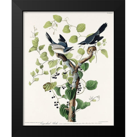 Loggerhead Shrike Black Modern Wood Framed Art Print by Audubon, John James