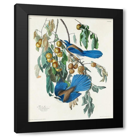 Florida Jay Black Modern Wood Framed Art Print by Audubon, John James