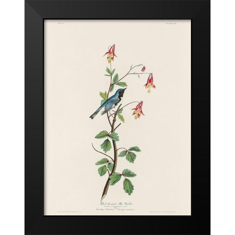 Black-throated Blue Warbler Black Modern Wood Framed Art Print by Audubon, John James