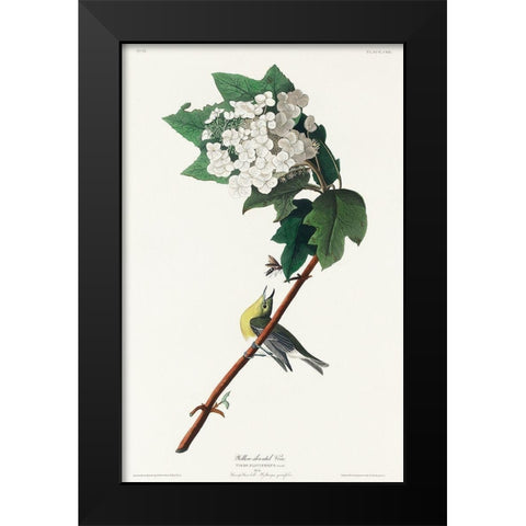 Yellow-throated Vireo Black Modern Wood Framed Art Print by Audubon, John James