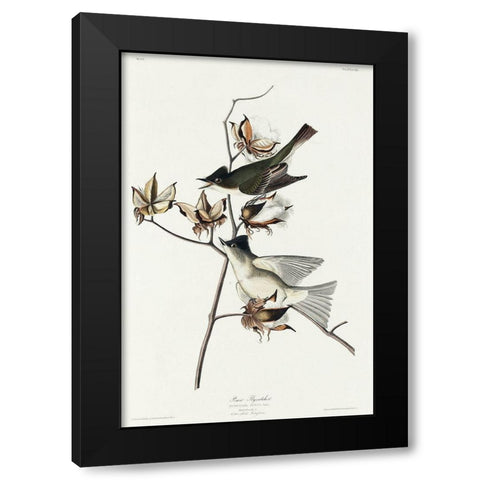 Pewit Flycatcher Black Modern Wood Framed Art Print with Double Matting by Audubon, John James