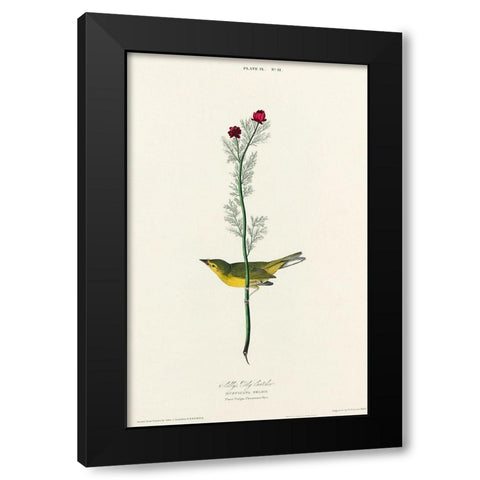 Selbys Flycatcher Black Modern Wood Framed Art Print by Audubon, John James