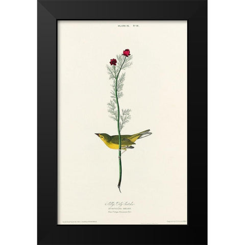 Selbys Flycatcher Black Modern Wood Framed Art Print by Audubon, John James
