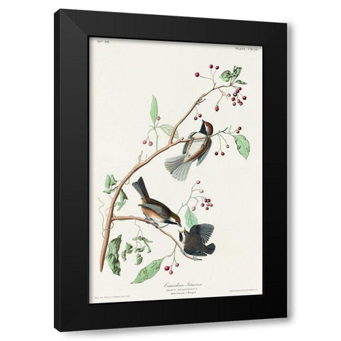 Canadian Titmouse Black Modern Wood Framed Art Print by Audubon, John James