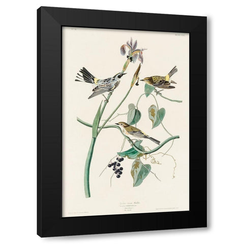 Yellow-crown Warbler Black Modern Wood Framed Art Print by Audubon, John James