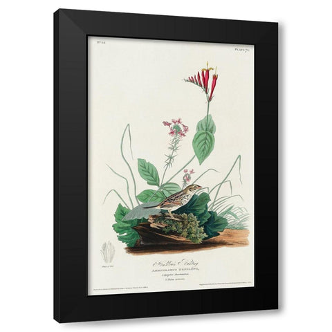 Henslows Bunting Black Modern Wood Framed Art Print by Audubon, John James