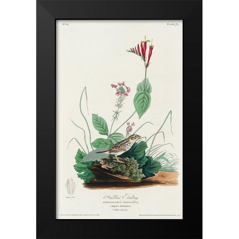 Henslows Bunting Black Modern Wood Framed Art Print by Audubon, John James