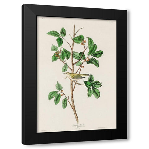 Tennessee Warbler Black Modern Wood Framed Art Print with Double Matting by Audubon, John James