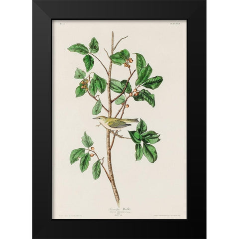 Tennessee Warbler Black Modern Wood Framed Art Print by Audubon, John James