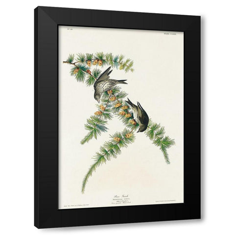 Pine Finch Black Modern Wood Framed Art Print by Audubon, John James