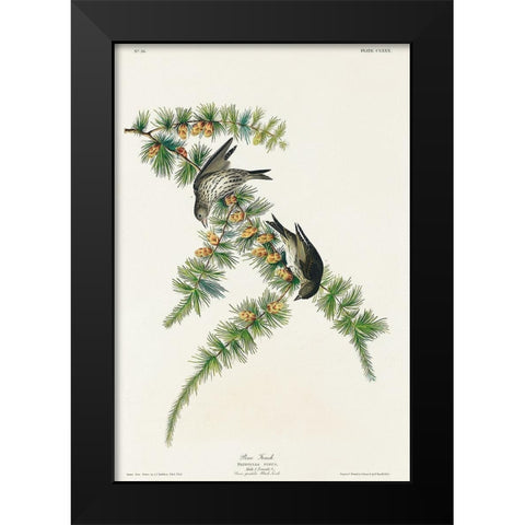 Pine Finch Black Modern Wood Framed Art Print by Audubon, John James