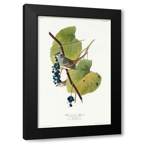 White-crowned Sparrow Black Modern Wood Framed Art Print with Double Matting by Audubon, John James