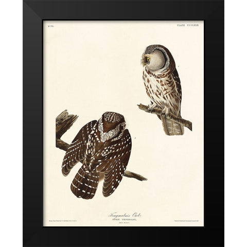 Tengmalms Owl Black Modern Wood Framed Art Print by Audubon, John James