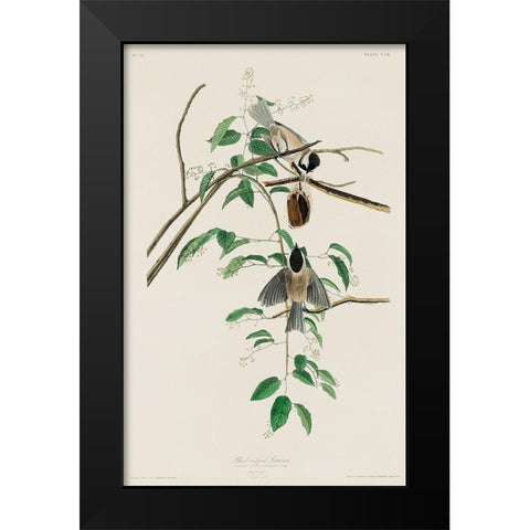 Carolina Titmouse Black Modern Wood Framed Art Print by Audubon, John James