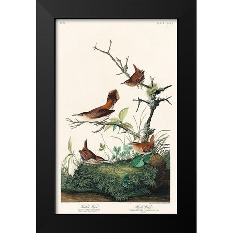 Winter Wren and Rock Wren Black Modern Wood Framed Art Print by Audubon, John James