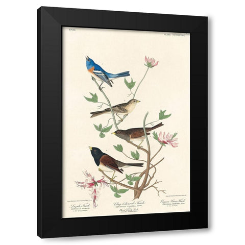 Lazuli Finch, Clay-coloured Finch, Oregon Snow Finch Black Modern Wood Framed Art Print with Double Matting by Audubon, John James