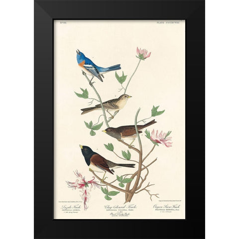 Lazuli Finch, Clay-coloured Finch, Oregon Snow Finch Black Modern Wood Framed Art Print by Audubon, John James