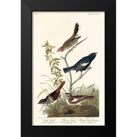 Lark Finch, Prairie Finch and Brown Song Sparrow Black Modern Wood Framed Art Print by Audubon, John James