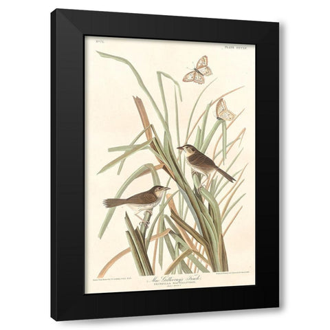 MacGillivrays Finch Black Modern Wood Framed Art Print with Double Matting by Audubon, John James