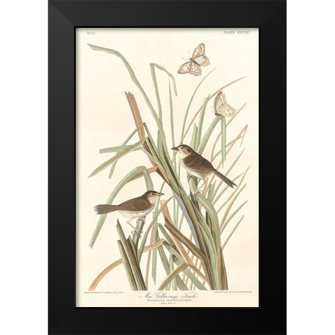 MacGillivrays Finch Black Modern Wood Framed Art Print by Audubon, John James