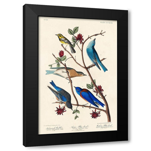 Townsends Warbler, Arctic Blue-bird and Western Blue-bird Black Modern Wood Framed Art Print by Audubon, John James
