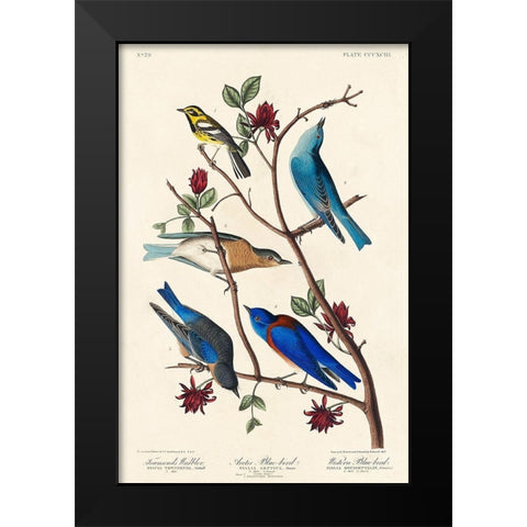 Townsends Warbler, Arctic Blue-bird and Western Blue-bird Black Modern Wood Framed Art Print by Audubon, John James