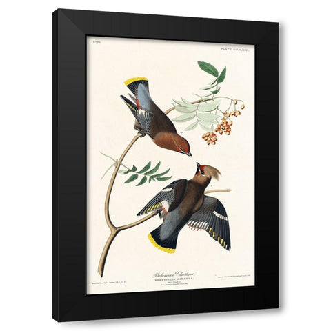 Bohemian Chatterer Black Modern Wood Framed Art Print with Double Matting by Audubon, John James