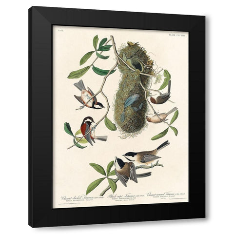 Chesnut-backed Titmouse, Black-capt Titmouse and Chesnut-crowned Titmouse Black Modern Wood Framed Art Print with Double Matting by Audubon, John James