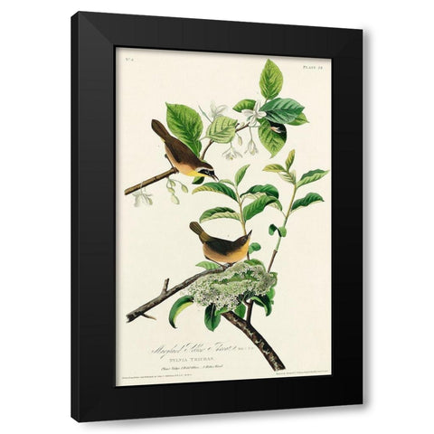 Yellow-breasted Warbler Black Modern Wood Framed Art Print by Audubon, John James