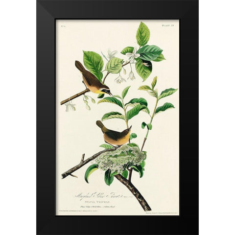 Yellow-breasted Warbler Black Modern Wood Framed Art Print by Audubon, John James