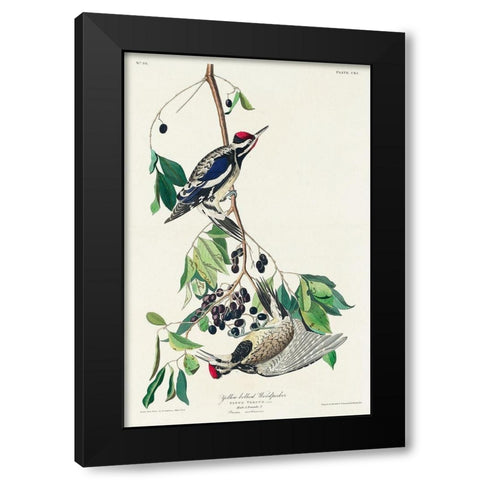 Yellow bellied Woodpecker Black Modern Wood Framed Art Print by Audubon, John James