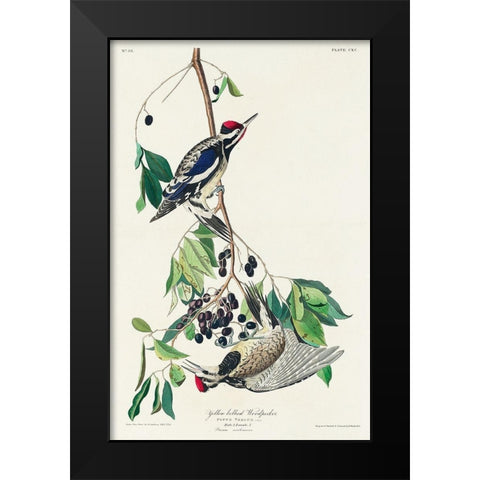 Yellow bellied Woodpecker Black Modern Wood Framed Art Print by Audubon, John James