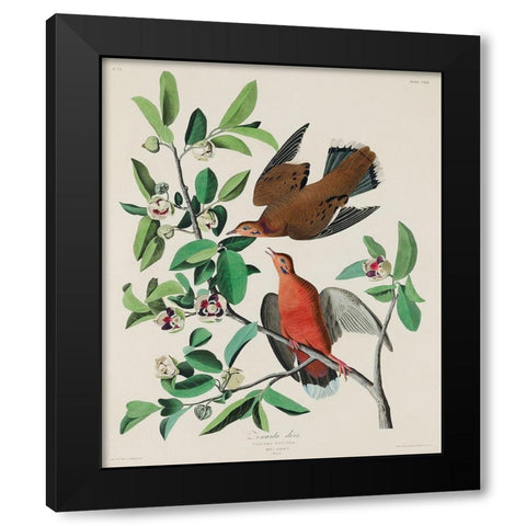 Canada Dove Black Modern Wood Framed Art Print by Audubon, John James