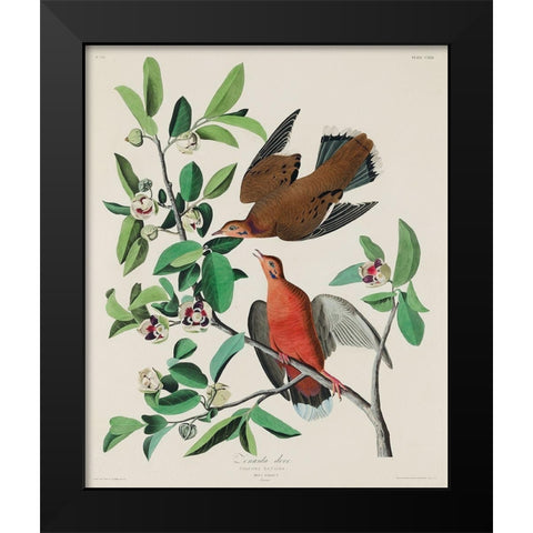 Canada Dove Black Modern Wood Framed Art Print by Audubon, John James