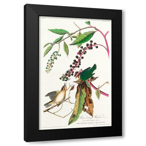 Worm eating Warbler Black Modern Wood Framed Art Print by Audubon, John James
