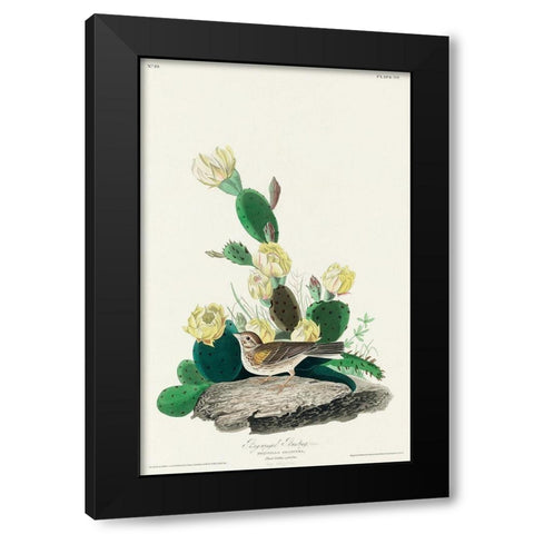Grass Finch, or Bay-winged Bunting Black Modern Wood Framed Art Print with Double Matting by Audubon, John James